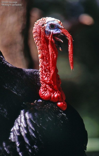 Fichier:Dindon sauvage.jpg